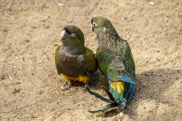 Egy Közeli Kép Két Aranyos Ásó Papagáj Ült Földön Egy — Stock Fotó