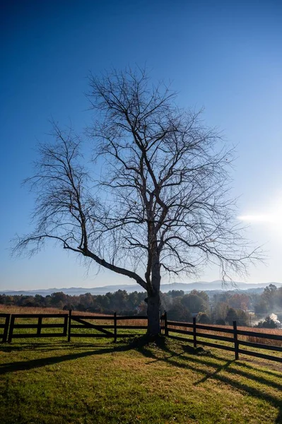 田野里一棵风化了的树的垂直拍 — 图库照片