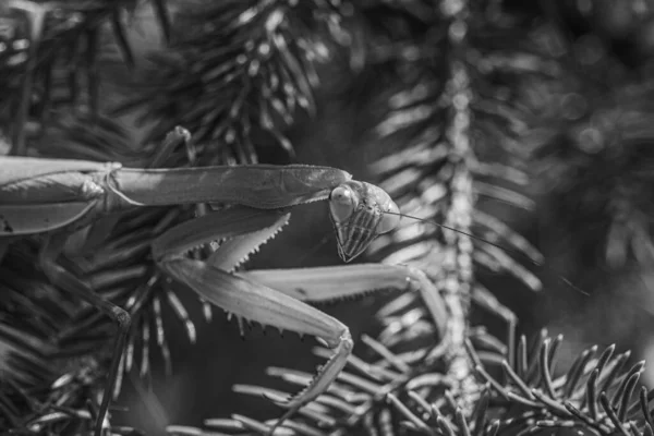 A grayscale of a European mantis (Mantis religiosa) resting on a tree on the blurred background