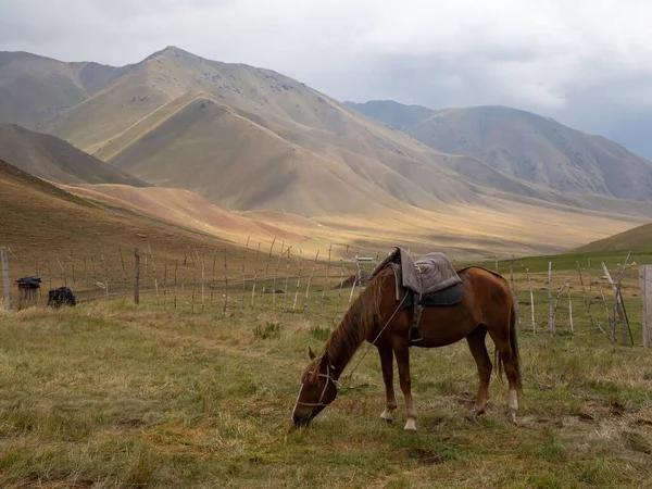 Koń Wypasający Się Górach Tian Shan Kirgistan — Zdjęcie stockowe