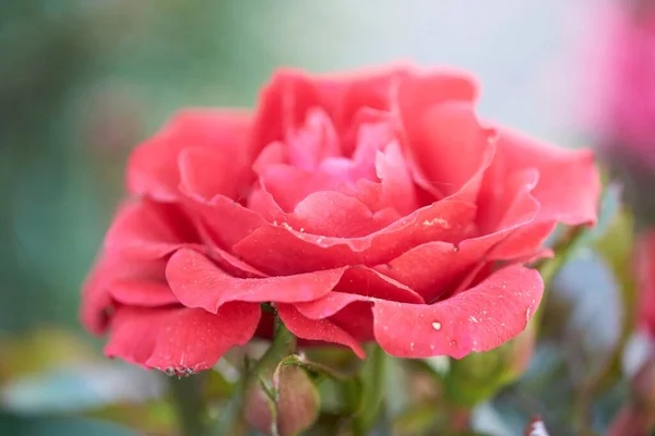 Zbliżenie Pięknej Różowej Róży Rozmytym Tle — Zdjęcie stockowe