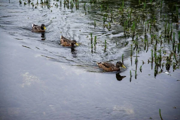 Les Canards Colverts Nagent Sur Lac Rang — Photo