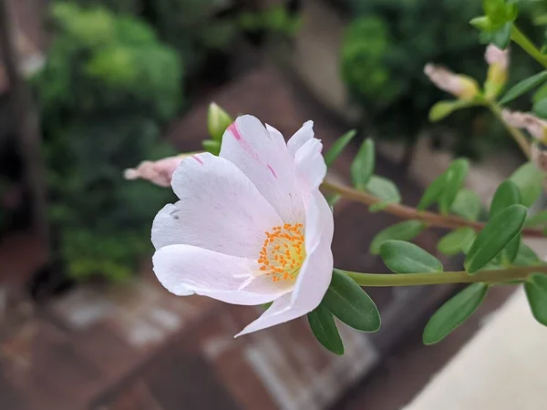 Gros Plan Une Rose Mexicaine Blanche Fleurs Avec Fond Flou — Photo
