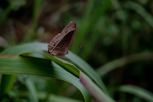 花园绿叶上栖息着一只朦胧的深褐色蝴蝶 背景模糊 — 图库照片