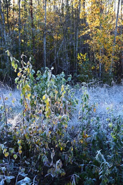 一片美丽的未割的草地 覆盖着森林中的霜冻 — 图库照片