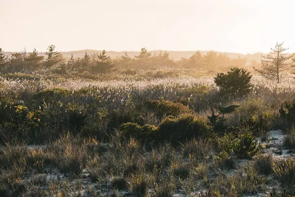 Дика Трава Рослини Світлом Заходу Сонця Деревами Горизонті — стокове фото