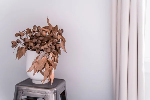 Der Blick Auf Eine Braune Dekorative Gumtree Pflanze Einem Raum — Stockfoto