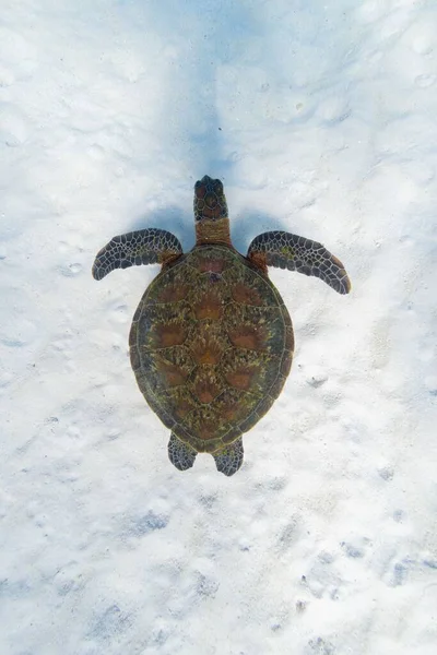 Een Groene Zeeschildpad Chelonia Mydas Onder Oceaan — Stockfoto