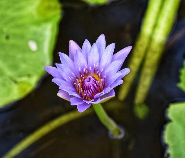 Een Closeup Van Bloeiende Purpere Lotus Het Water — Stockfoto