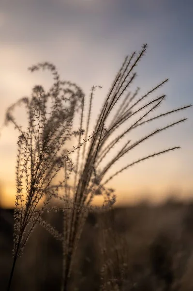 Sebuah Gambar Vertikal Rumput Lapangan Dengan Latar Belakang Matahari Terbenam — Stok Foto