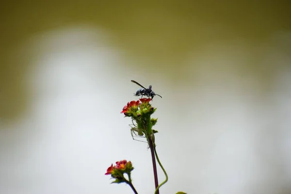 Closeup Shot Wasp Sitting Wild Flower Isolated Blurred Background — Stock Photo, Image