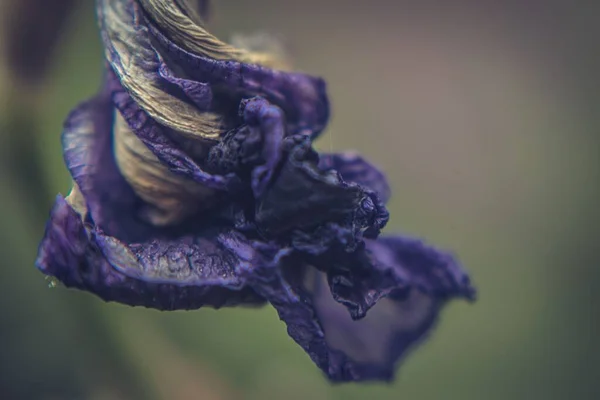 Una Macro Toma Una Flor Iris Púrpura Marchita Sobre Fondo —  Fotos de Stock