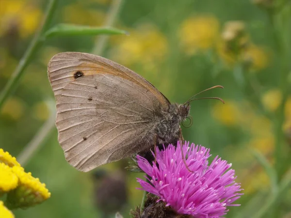草原上美丽的褐色蝴蝶的特写 在荒野中明亮的粉红茴香花上 — 图库照片