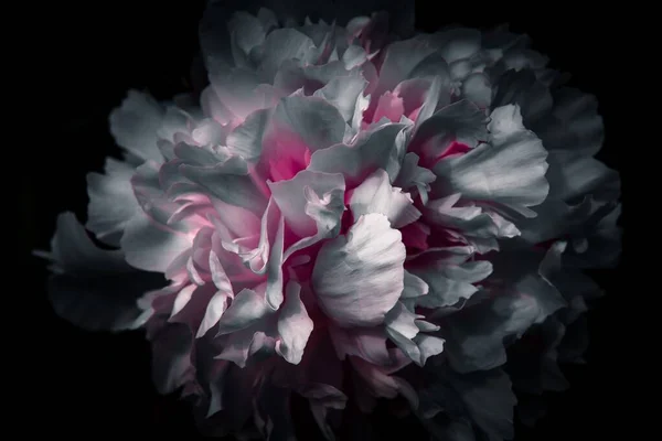 Eine Dunkel Getönte Nahaufnahme Von Blühenden Blumen Vor Dunklem Hintergrund — Stockfoto
