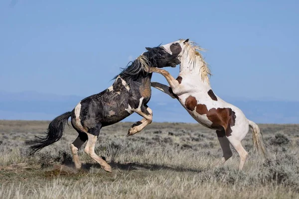 怀俄明州科迪市Mccullough Peaks区的两匹野马拥抱跳跃着 — 图库照片