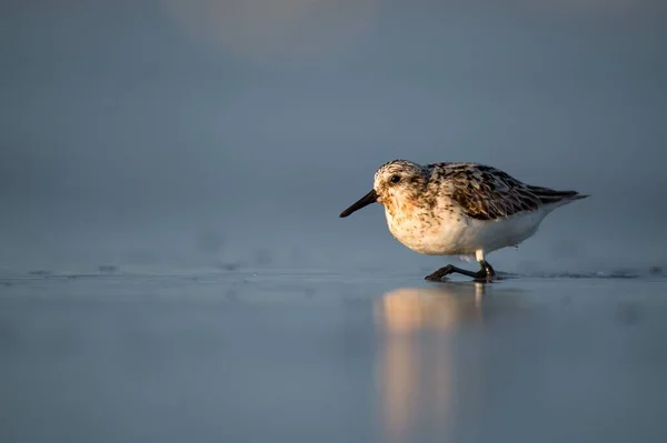 Een Zwervende Vogel Wandelt Het Ondiepe Water — Stockfoto