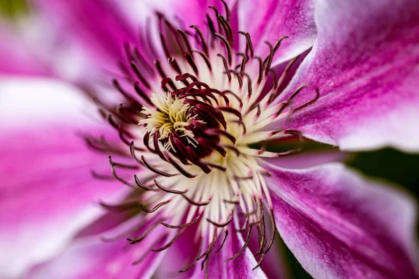 연분홍 색기와 색기를 클로즈업하는 — 스톡 사진