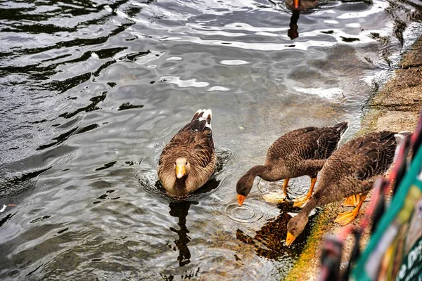 湖滨的湖水里 一只漂亮的鹅在喝水 — 图库照片