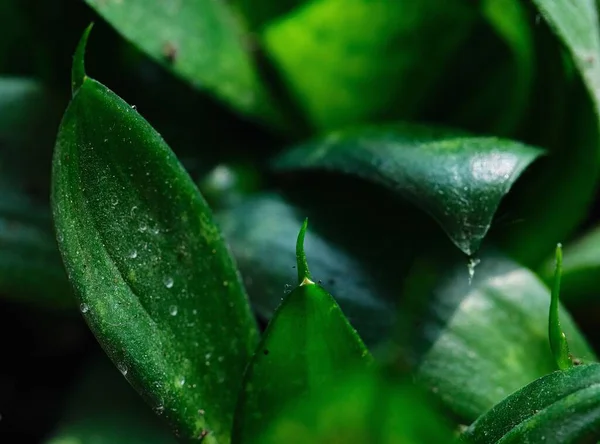 Eine Nahaufnahme Von Grünen Blättern Vor Dem Verschwommenen Hintergrund — Stockfoto