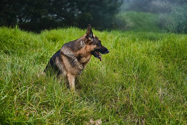 Schäfer Hund Sitter Gräs Gräsmattor — Stockfoto