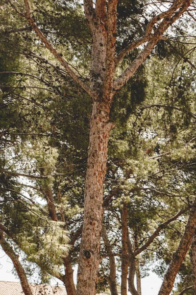 Eine Vertikale Aufnahme Hoher Bäume Die Einem Wald Wachsen — Stockfoto