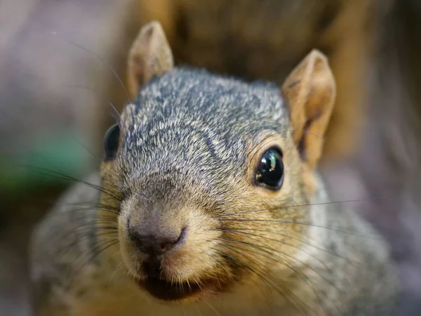 Eines Meiner Freundlichen Nachbarschafts Eichhörnchen Nennt Peanut Die Regelmäßig Auf — Stockfoto