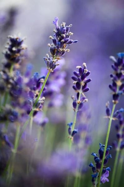 Eine Vertikale Aufnahme Zarter Lavendelblüten Die Einem Garten Blühen — Stockfoto