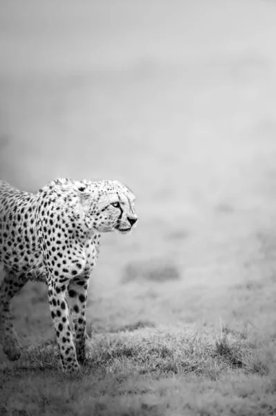 Gråskala Bild Lankesisk Leopard Stående Vänd Höger Ett Fält — Stockfoto