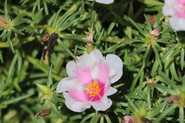 Eine Nahaufnahme Einer Moosrose Mit Rosa Blütenblättern Auf Einem Busch — Stockfoto