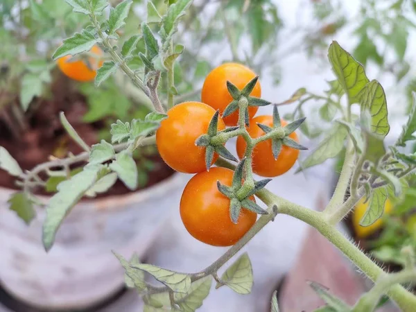 植物の上の新鮮なチェリートマトのクローズアップビュー — ストック写真