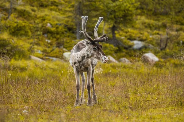 Reindeer Standing Green Field — Stock Photo, Image