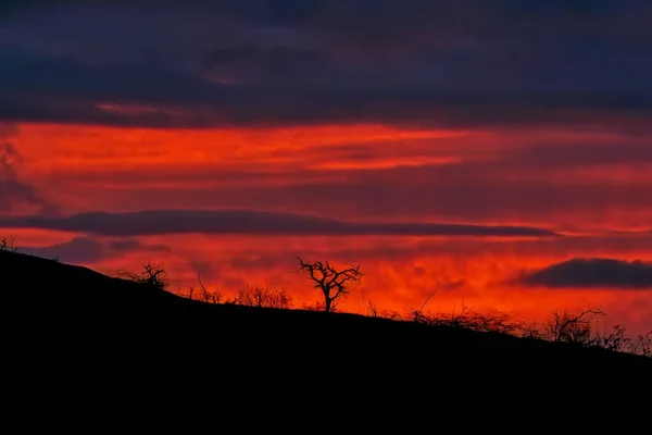 Ein Feuriger Sonnenuntergang Über Dem Hang Eines Hügels Mit Bäumen — Stockfoto