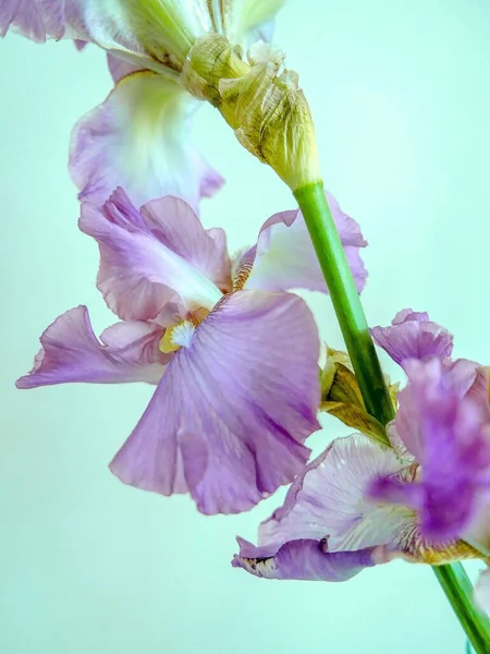 Arka Planda Mavi Bir Duvar Bulunan Mor Bir Alman Irisinin — Stok fotoğraf