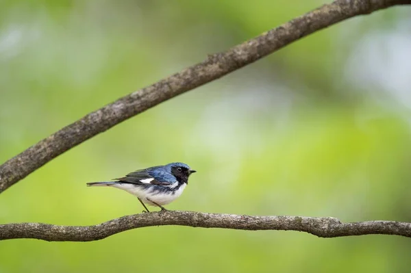 Een Close Shot Van Een Blauwe Blauwe Blauwe Warbler Vogel — Stockfoto