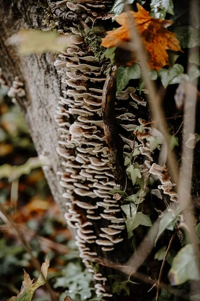 Vertical Shot Mushrooms Growing Tree Forest Strasbourg — Stock Photo, Image