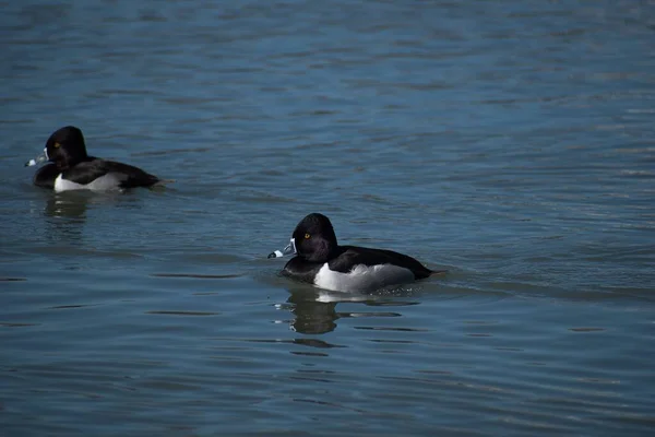 Suda Yüzen Ördekler — Stok fotoğraf