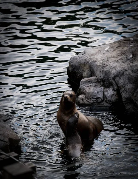 Closeup Sea Lion Pond — Stock Photo, Image