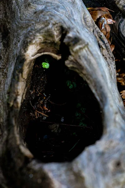 Eine Nahaufnahme Einer Baumhöhle — Stockfoto