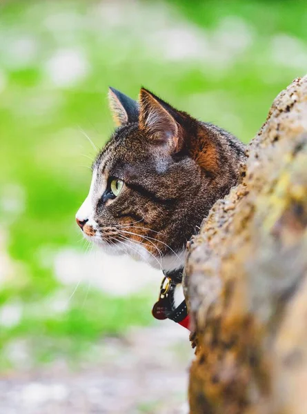 Tiro Vertical Gato Doméstico Olhando Para Lado Parque Fundo Embaçado — Fotografia de Stock