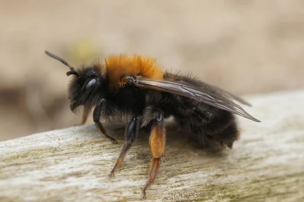 Natural Closeup Female Clarke Mining Bee Andrena Clarkella Sitting Wood — Stock Photo, Image
