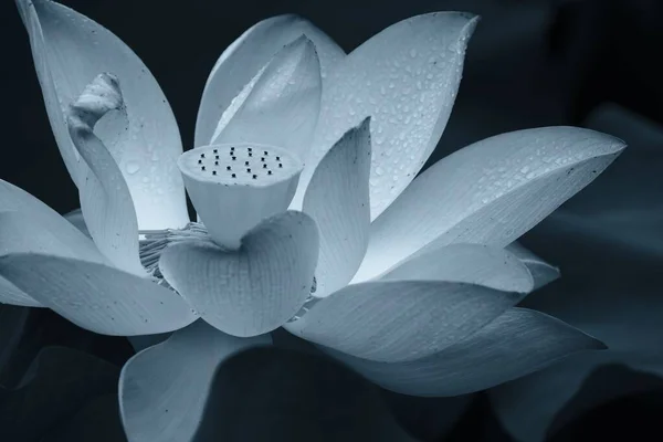 Close Lotus Edited Blue Shades Blurred Background — Stock Photo, Image