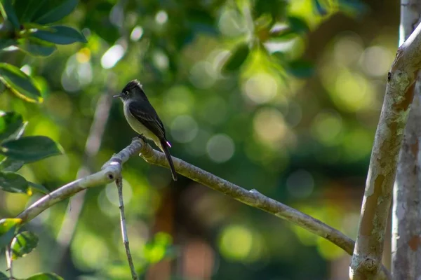 木の枝に倒れた小鳥の選択的フォーカスショット — ストック写真