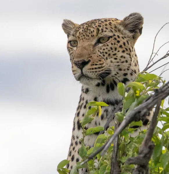 Egy Leopárd Egy Faágon Levelekkel Felhős Égen Dél Afrikában — Stock Fotó