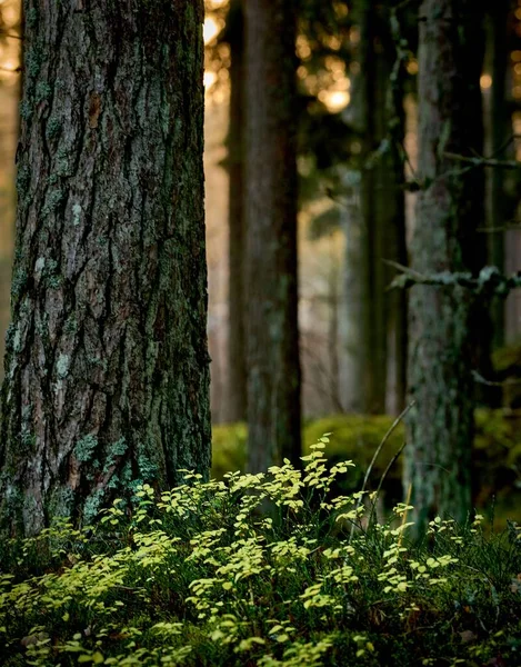 Erdei Ösvény Sűrű Fákkal Körülvéve — Stock Fotó