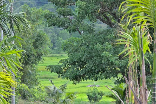 越南楚阳县一座美丽森林的低视角景观 — 图库照片
