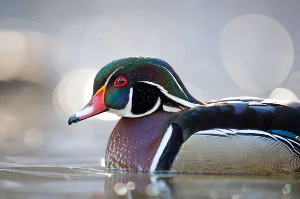 Suda Yüzen Bir Wood Duck Yakın Çekimi — Stok fotoğraf