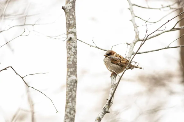 一只真正的麻雀栖息在光秃秃的树枝上的选择性的聚焦镜头 — 图库照片