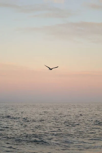 Tiro Vertical Uma Gaivota Voando Acima Mar Pôr Sol — Fotografia de Stock