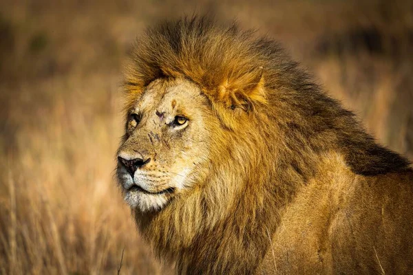 在白天 一只狮子在田野里侧写的特写镜头 — 图库照片