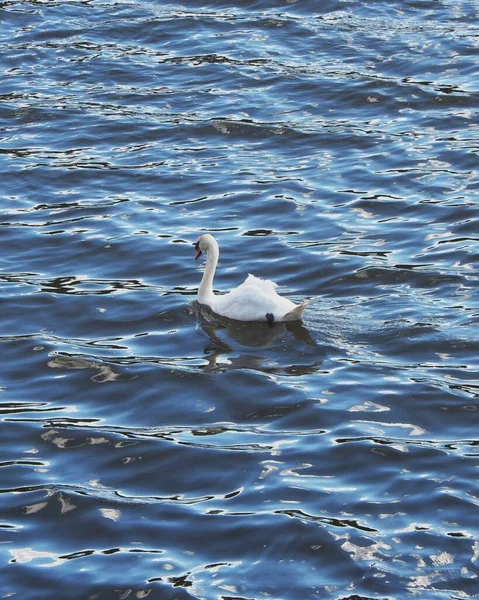 Вертикальный Снимок Лебедя Лебедя Плавающего Бурлящей Голубой Воде — стоковое фото